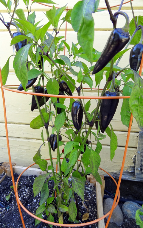 พริกจาราปิโน่ สีม่วง - Purple Jalapeno Pepper