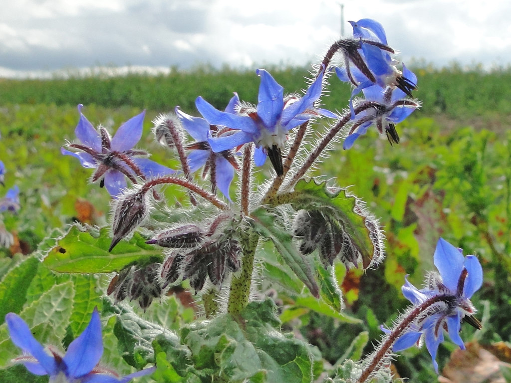 โบราจ - Borage (ดอกใบ กินได้ )