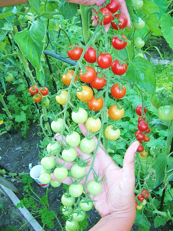 มะเขือเทศเชอรี่สีแดง - Red Cherry Tomato