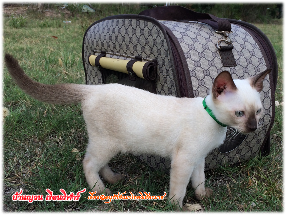 น้องแมว 12/7/2558