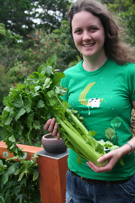 เซเลอรี่ พันธุ์ยูท่า - UTah 5270 Celery