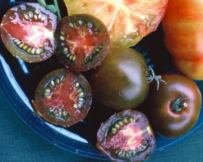 มะเขือเทศแบล็คปริ้น - Black Prince Tomato