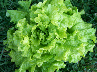(Whole 1 Oz.) ผักสลัด ซิมสัน - Simpson Lettuce
