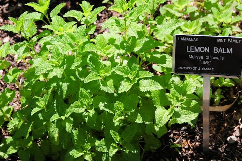 เลม่อนบาล์ม (สะระแหน่ฝรั่ง) - Lemon Balm