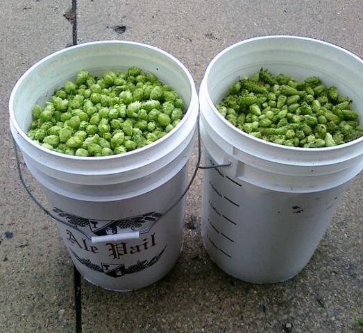 ฮอป (ทำเบียร์) - Common Hops Seeds