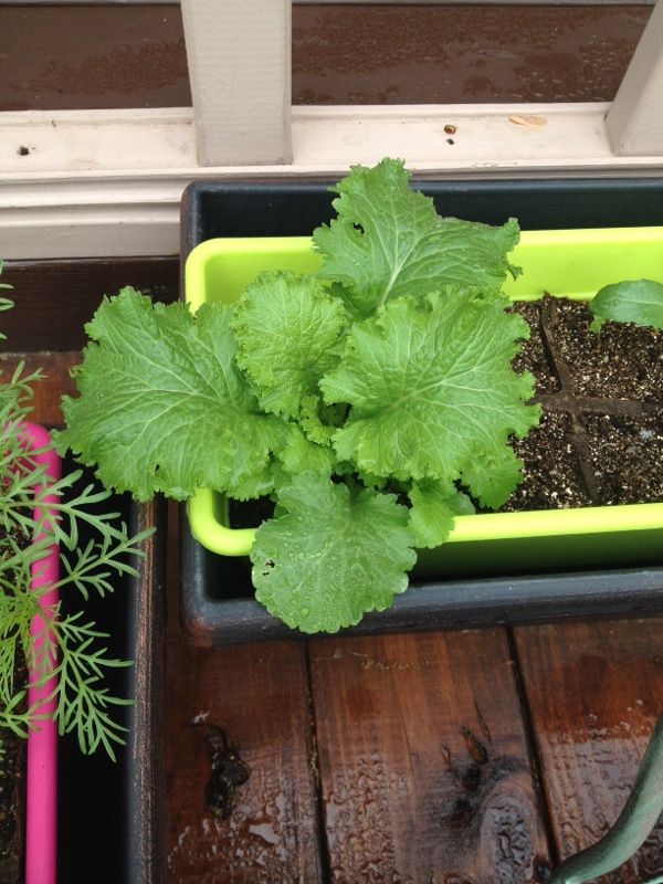 วาซาบิ มัสตาร์ด - Mustard Wasabi