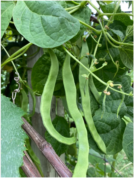 เมล็ดพันธุ์ ถั่วแขกเขียวผลแบน Qing Bain Pole Bean Seed 10 เมล็ด