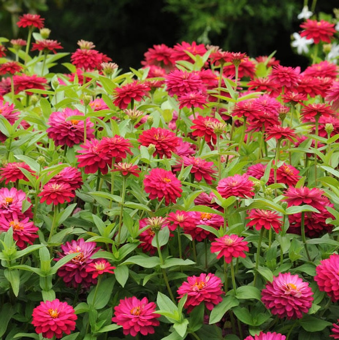 (Whole 1 Oz) ดอกบานชื่นสีแดง - Red Zinnia Flower