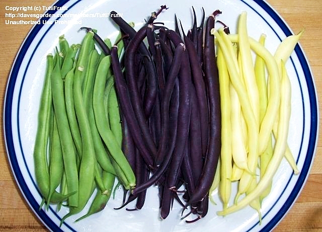 ถั่วแขกสีม่วง - Royal Burgundy Bean