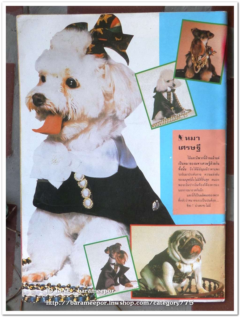 นิตยสาร นวลนาง ฉ.313 ภาพและเนื้อหา 18+ สภาพดี