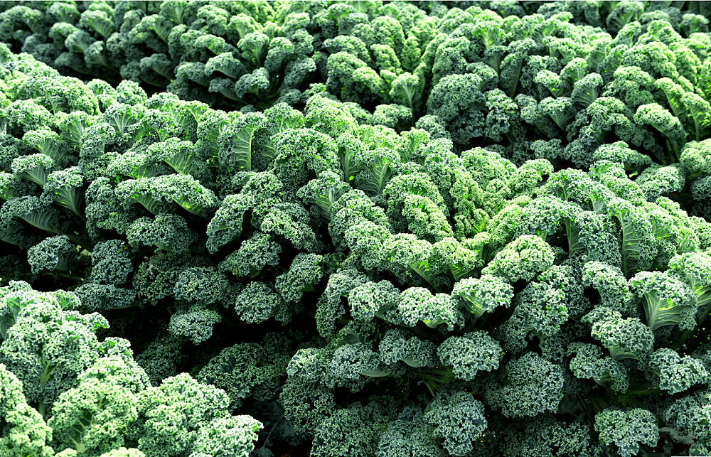 เมล็ดพันธุ์เคล วินเทอร์บอร์ - Winterbor Kale F1 Seed