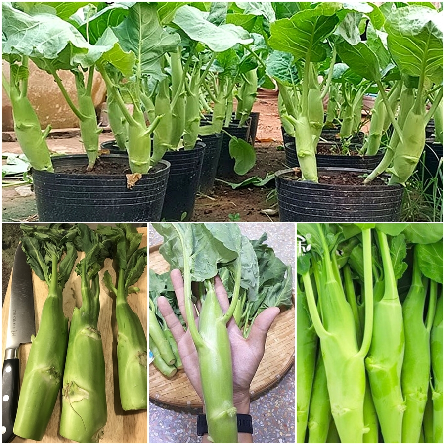 เมล็ดพันธุ์ บล็อคโคลี่บิ๊กสเต็ม ลำต้นอวบอ้วน - Big Stem Broccoli