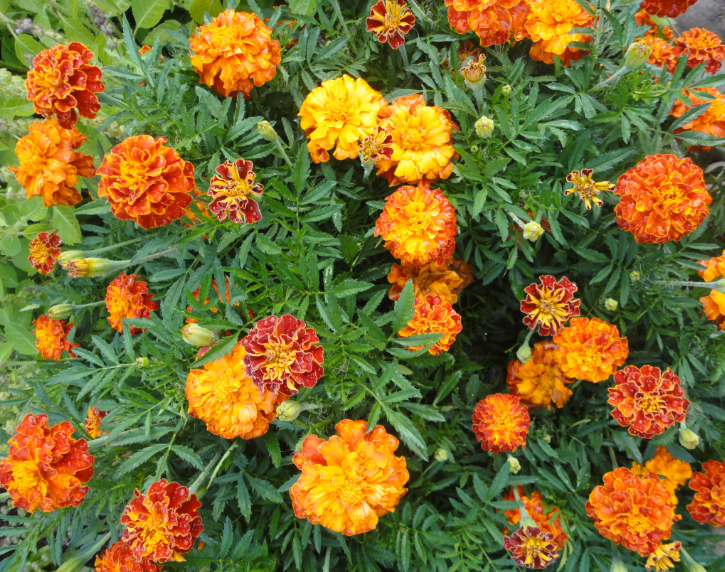 ดาวเรืองฝรั่งเศส สปาร์คกี้ คละสี - Sparky French Marigold Mix