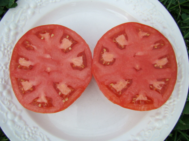 มะเขือเทศสเต็กสีแดง - Red Beefsteak Tomato
