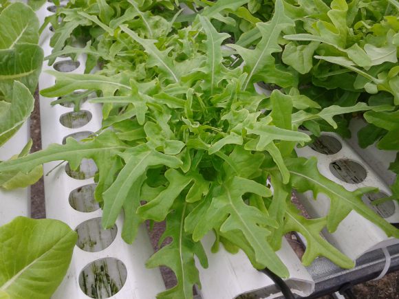 ผัดสลัดใบโอ้ค - Oak Leaf Lettuce