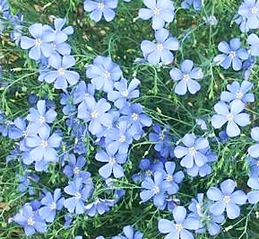 บลูเฟล็กซ์ - Blue Flax Flower