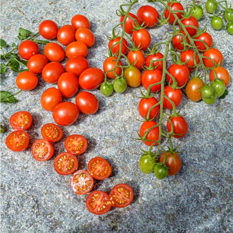 เมล็ดพันธุ์ มะเขือเทศ ชูการ์รัช Sugar Rush F1 Tomato Seed