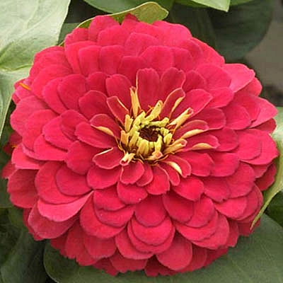 (Whole 1 Oz) ดอกบานชื่นสีแดง - Red Zinnia Flower