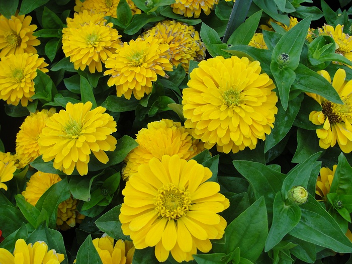 (Whole 1 Oz) ดอกบานชื่นสีเหลือง - Yellow Zinnia Flower