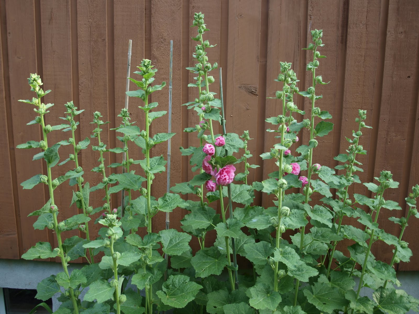 เมล็ดพันธุ์ ดอกโฮลลี่ฮ็อคซ้อนคละสี - Mix Double Hollyhock Flower