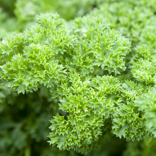 พาสเล่ย์ใบหยิก - Curled Parsley
