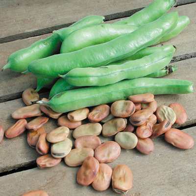 ถั่วปากอ้า - Fava Broad Windsor Bean