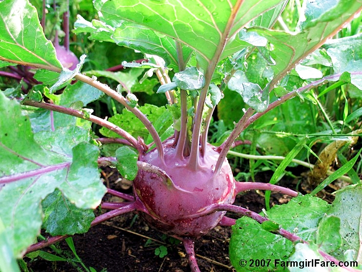 (Whole 1 Oz) กะหล่ำปมสีม่วง - Purple Vienna Kohlrabi