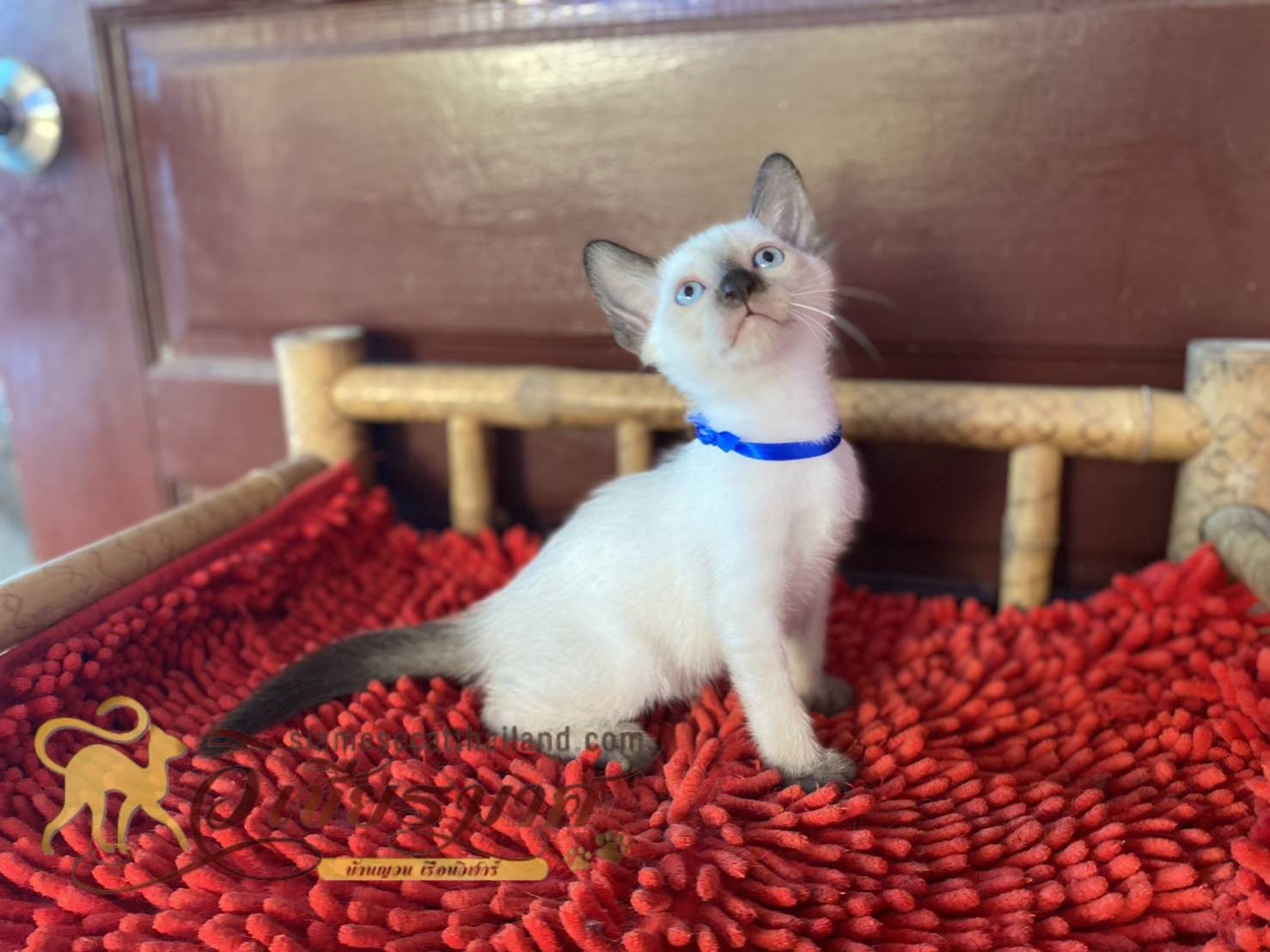 น้องเเมวรุ่น 4/2566