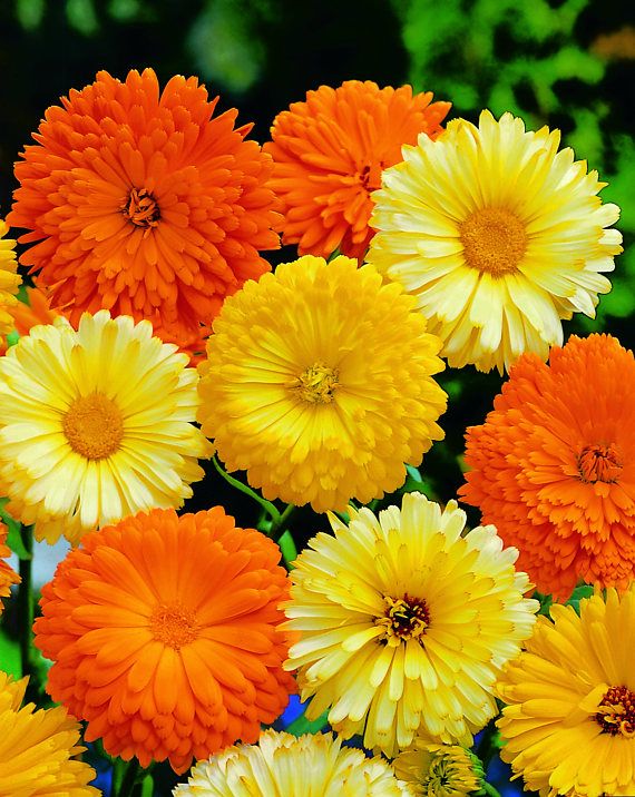 (Whole 1 Oz.) เมล็ดพันธุ์ คาเลนดูล่าคละสี - Mixed Calendula Flower Seed