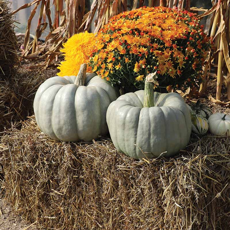 เมล็ดพันธุ์ ฟักทอง บูลฮาร์เวสท์ Blue Harvest F1 Pumpkin Seed