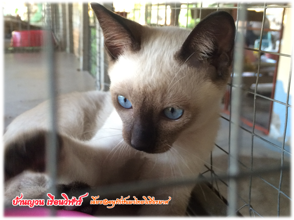 เจ้าจันทร์