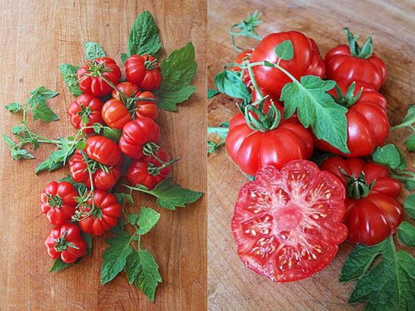 มะเขือเทศ คอสโตลูโต - Costoluto Tomato