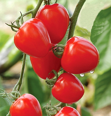 มะเขือเทศสตรอเบอรี่ - TomatoBerry F1