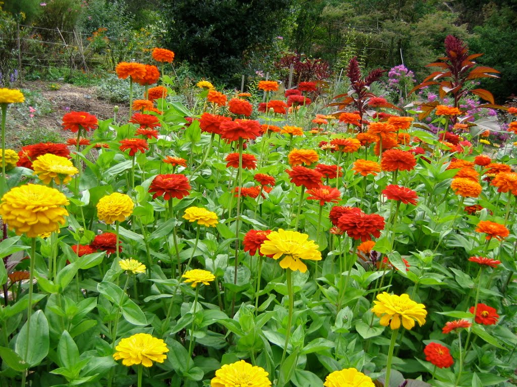 ดอกบานชื่นสีส้ม - Mixed Orange Zinnia Flower