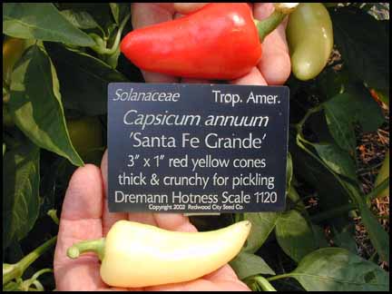 พริกซานตาเฟ่ แกรนด์ - Santa Fe Grande Pepper