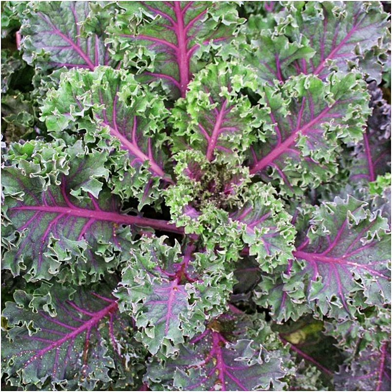 เมล็ดพันธุ์เคล มิดไนท์ซัน - Midnight Sun Kale Seed