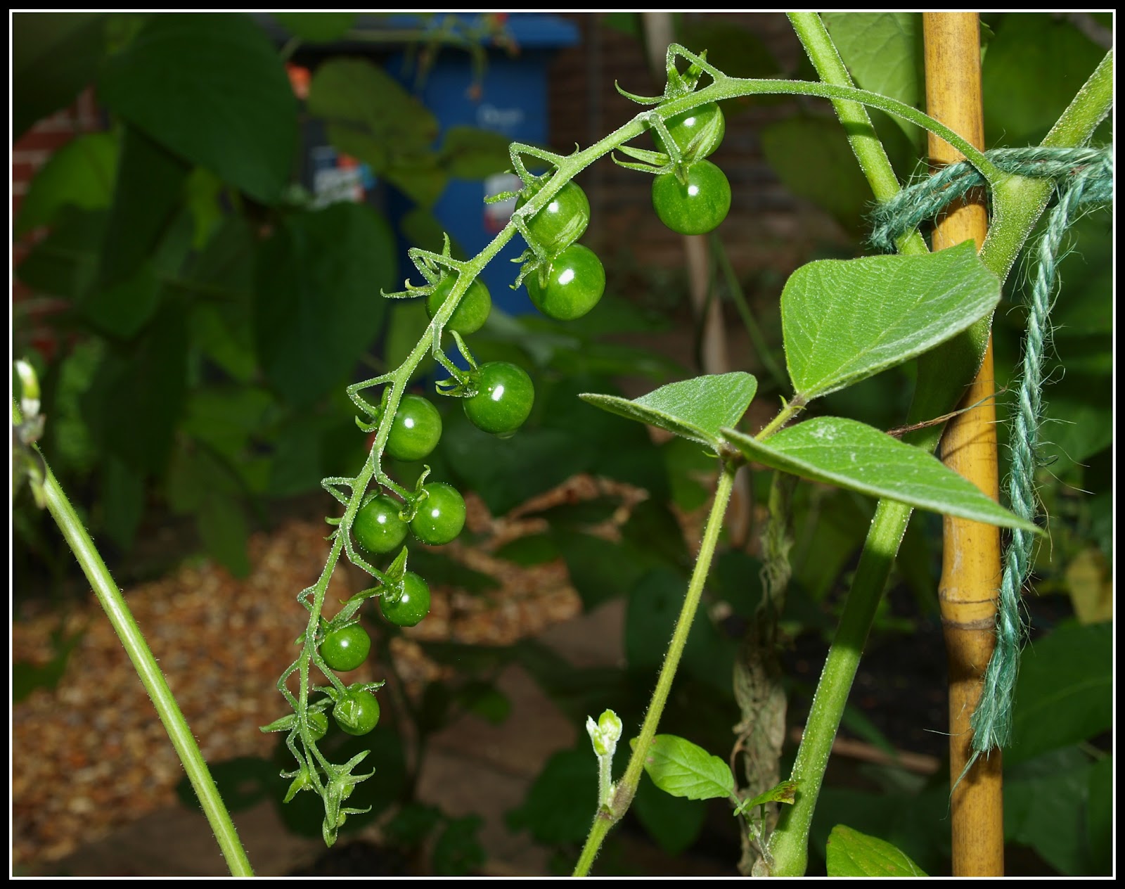มะเขือเทศ เคอเร้น เยลโล่ - Currant Yellow Tomato