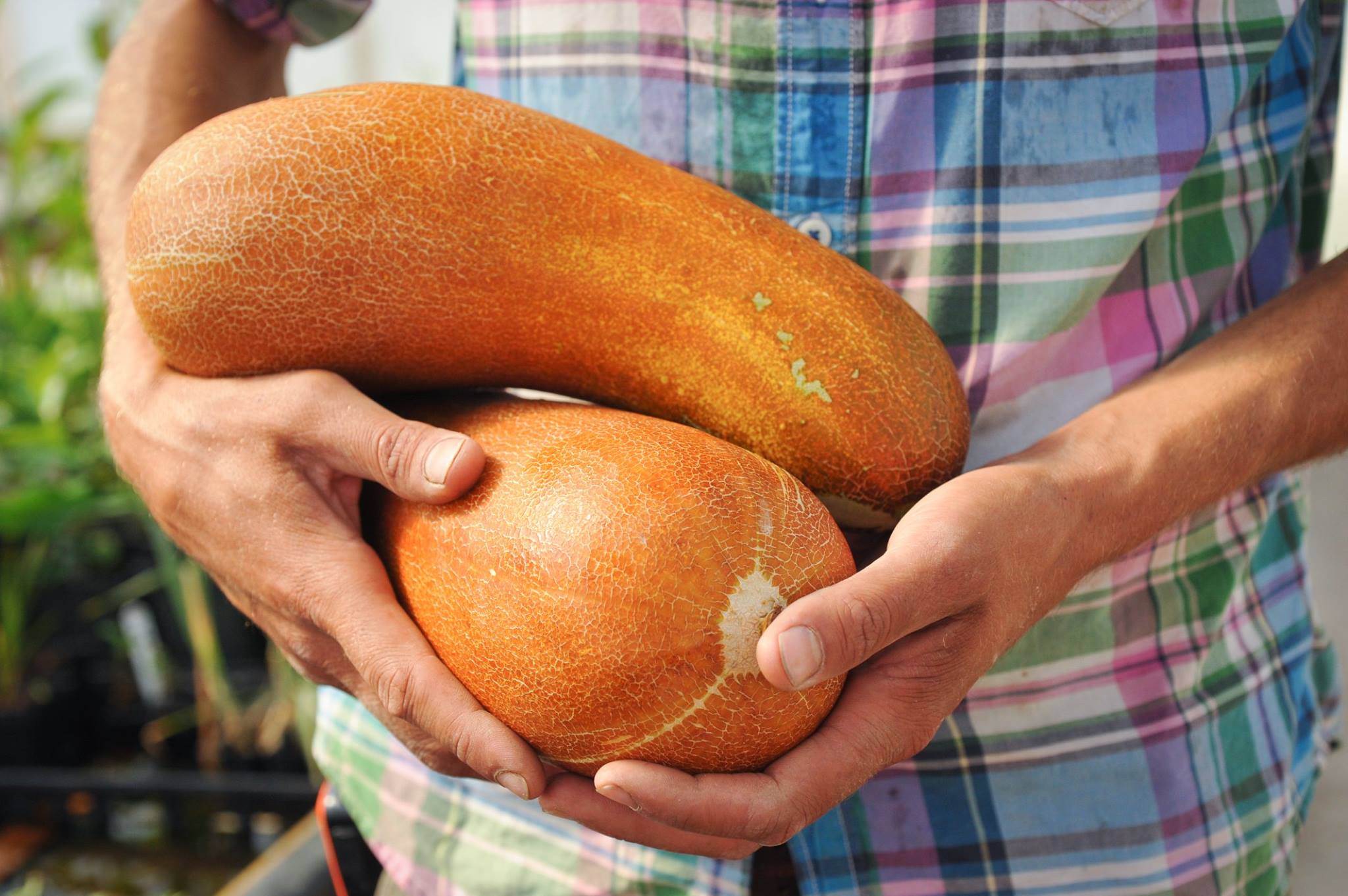 เมล็ดพันธุ์ แตงกวา บราวน์รัสเซีย Brown Russian Cucumber Seed