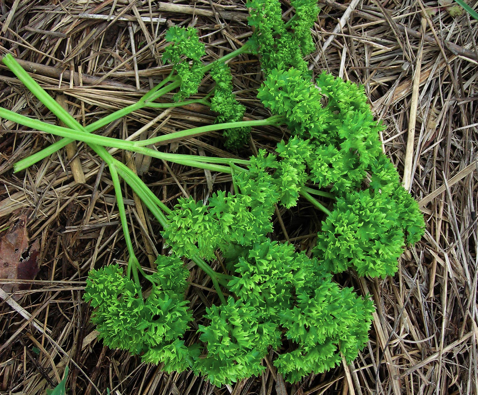 (Whole 1 Oz) พาสเลย์ใบหงิก - Moss Curled Parsley