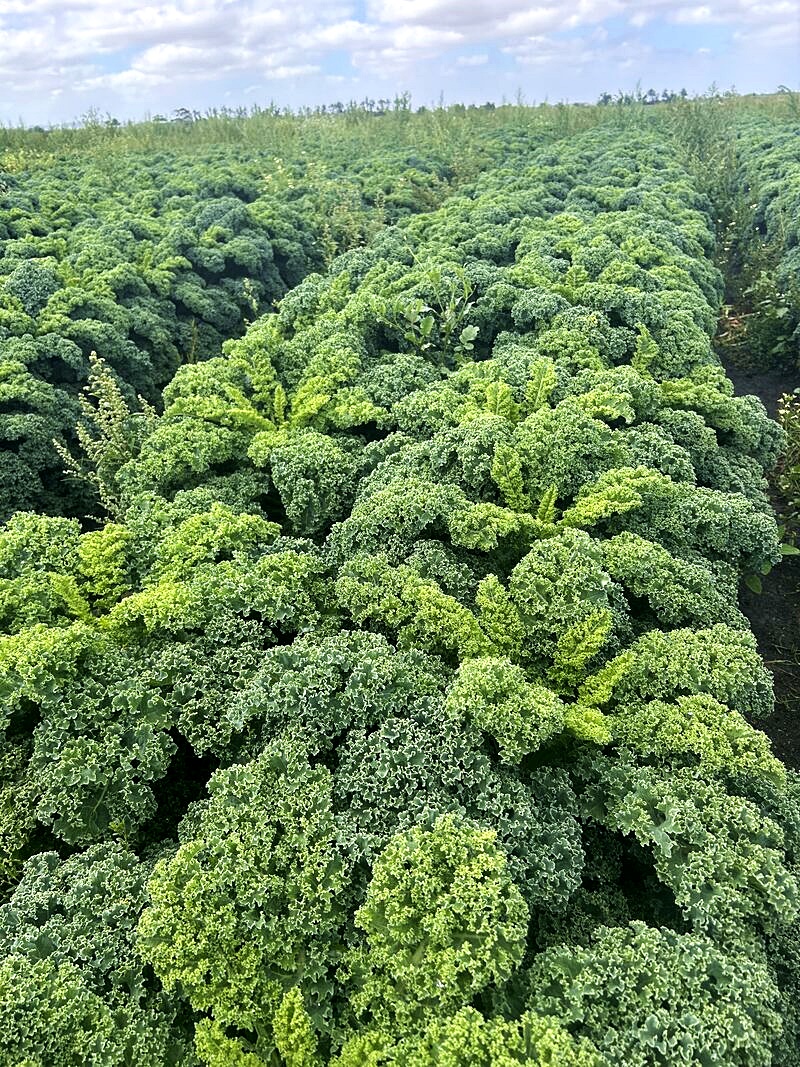 เมล็ดพันธุ์เคล ปริซึม Prizm Kale F1 Seed 15 เมล็ด