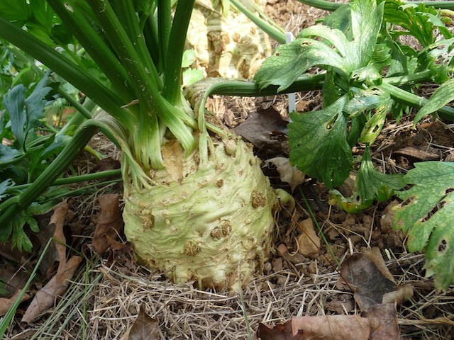เมล็ดพันธุ์ เซเลอรีแอค หัวคื่นฉ่าย - Giant Prague Celeriac Seed