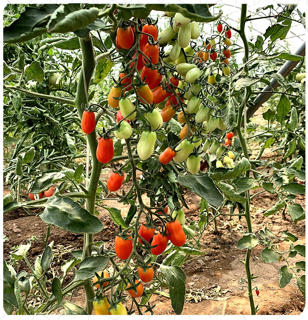 เมล็ดพันธุ์ มะเขือเทศ แคนดี้พีนัท Candy Peanut Tomato F1 Seed