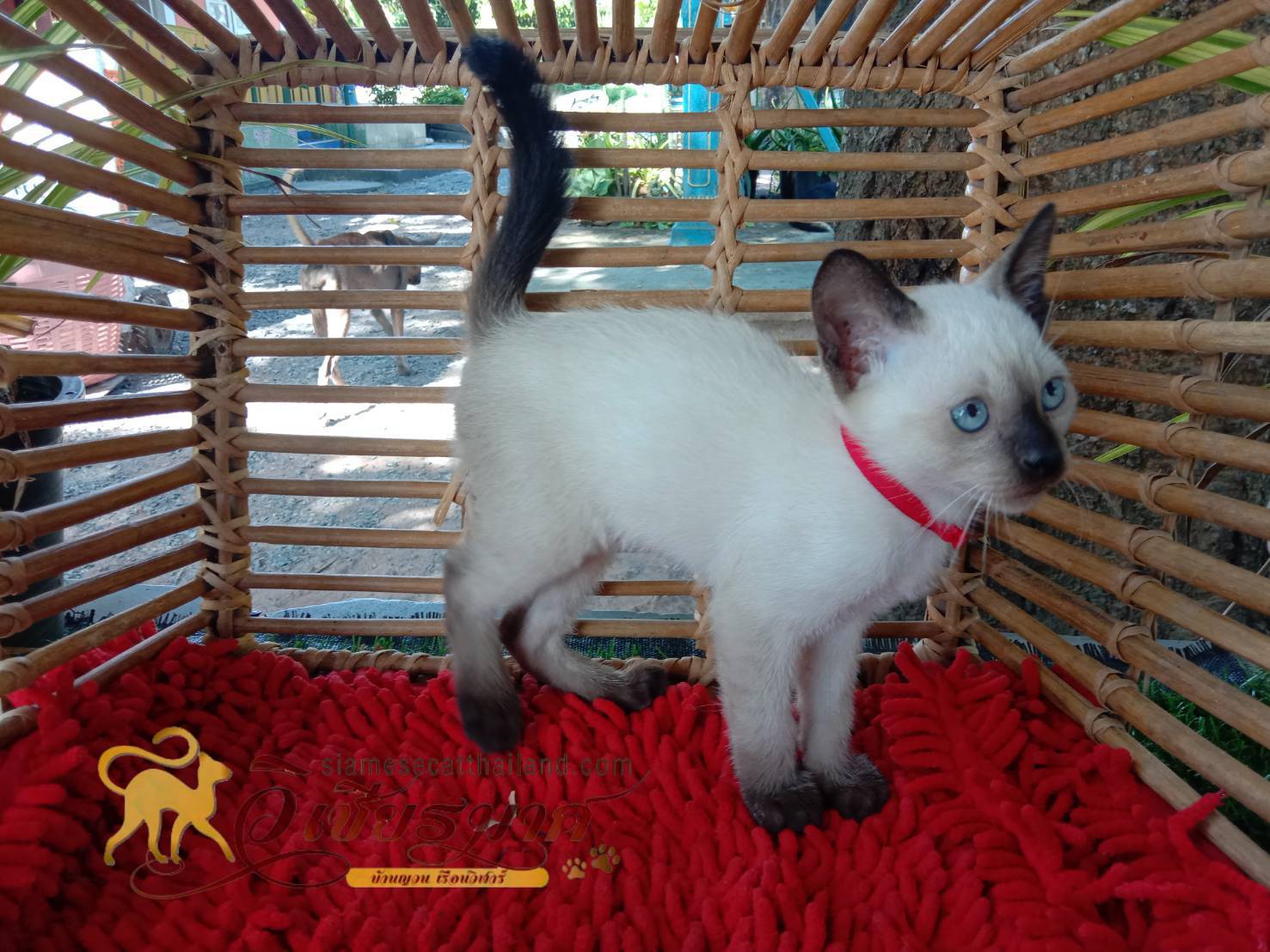 น้องแมววิเชียรมาศ รุ่น 26/2565