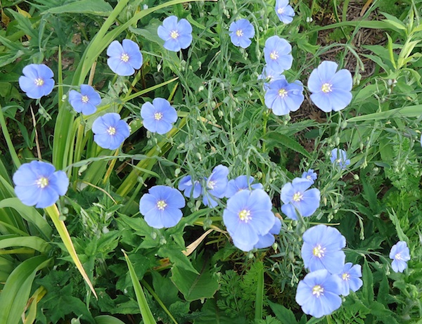 บลูเฟล็กซ์ - Blue Flax Flower