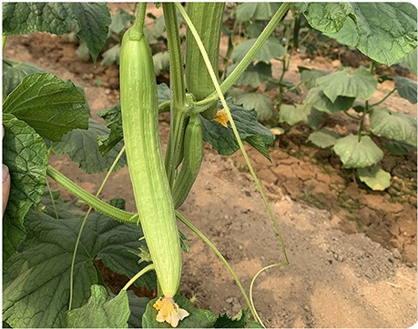 เมล็ดพันธุ์ แตงกวา ดัชเชสครีม Duchess Cream Cucumber F1 Seed