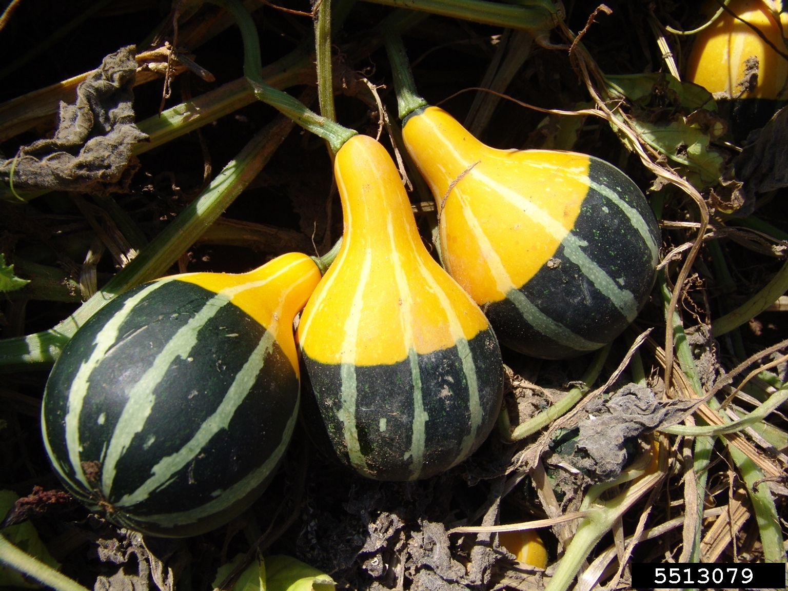 ฟักทองประดับ แพร์ไบคัลเลอร์ - Pear Bi-Color Squash