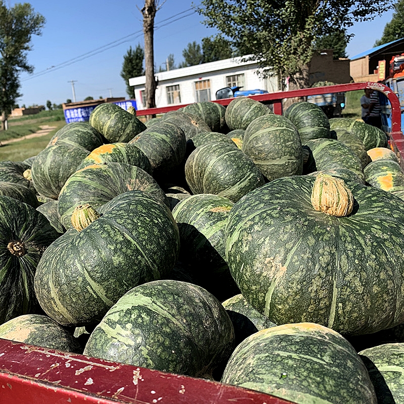 เมล็ดพันธุ์ ฟักทองญี่ปุ่น โอเมะเซียน Omesian Kabocha Squash F1 Seed