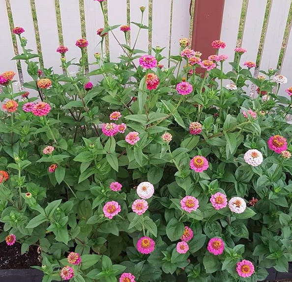 (Whole 1 Oz.) บานชื่น ลิลลี่พุท คละสี - Mixed Lilliput Zinnia Flower