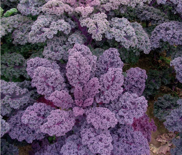(Whole 1000 Seed) เมล็ดพันธุ์ เคลม่วงใบหงิก เรดบอร์ - Redbor F1 Kale Seed