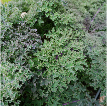 เคล เมดูซ่า - Medusa Kale Seed